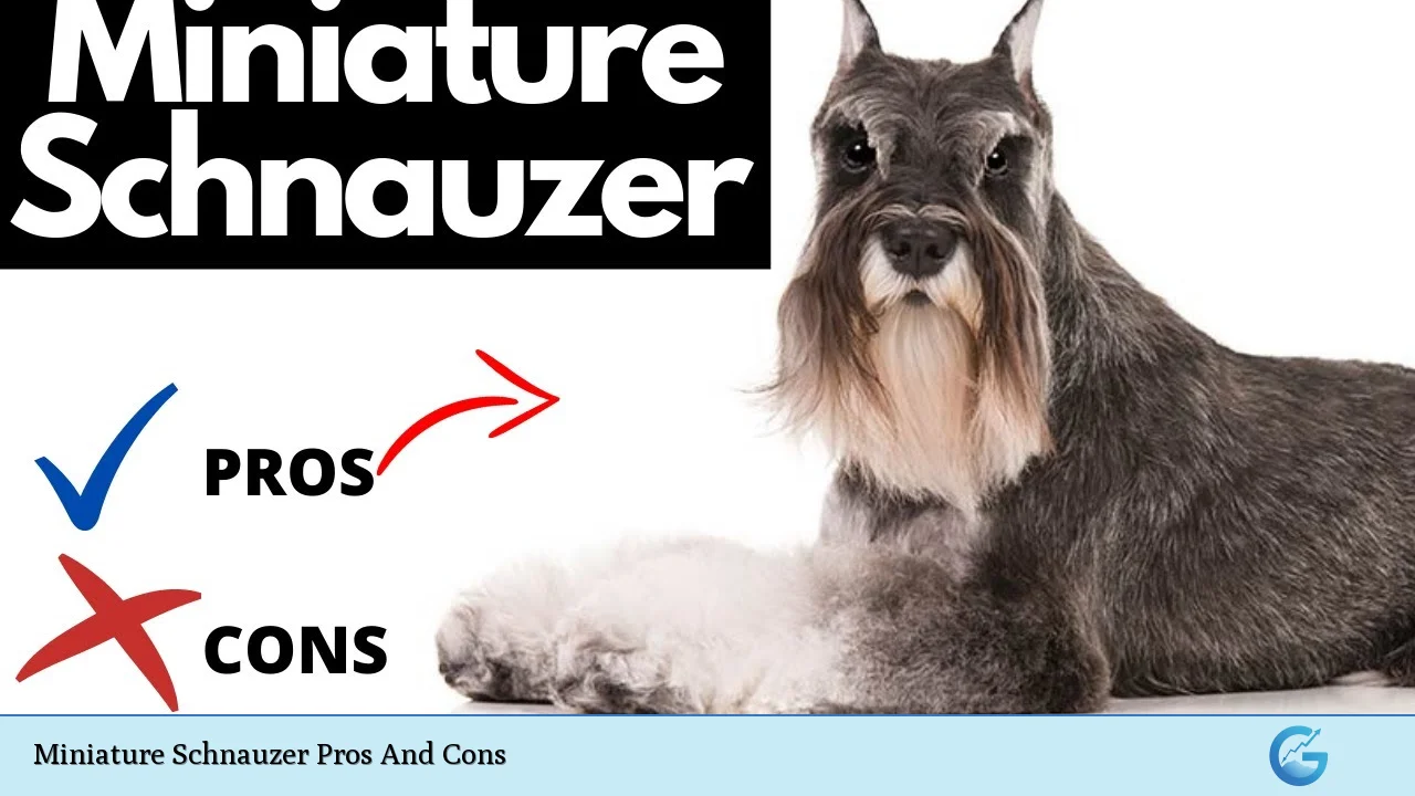 Miniature Schnauzer Pros And Cons